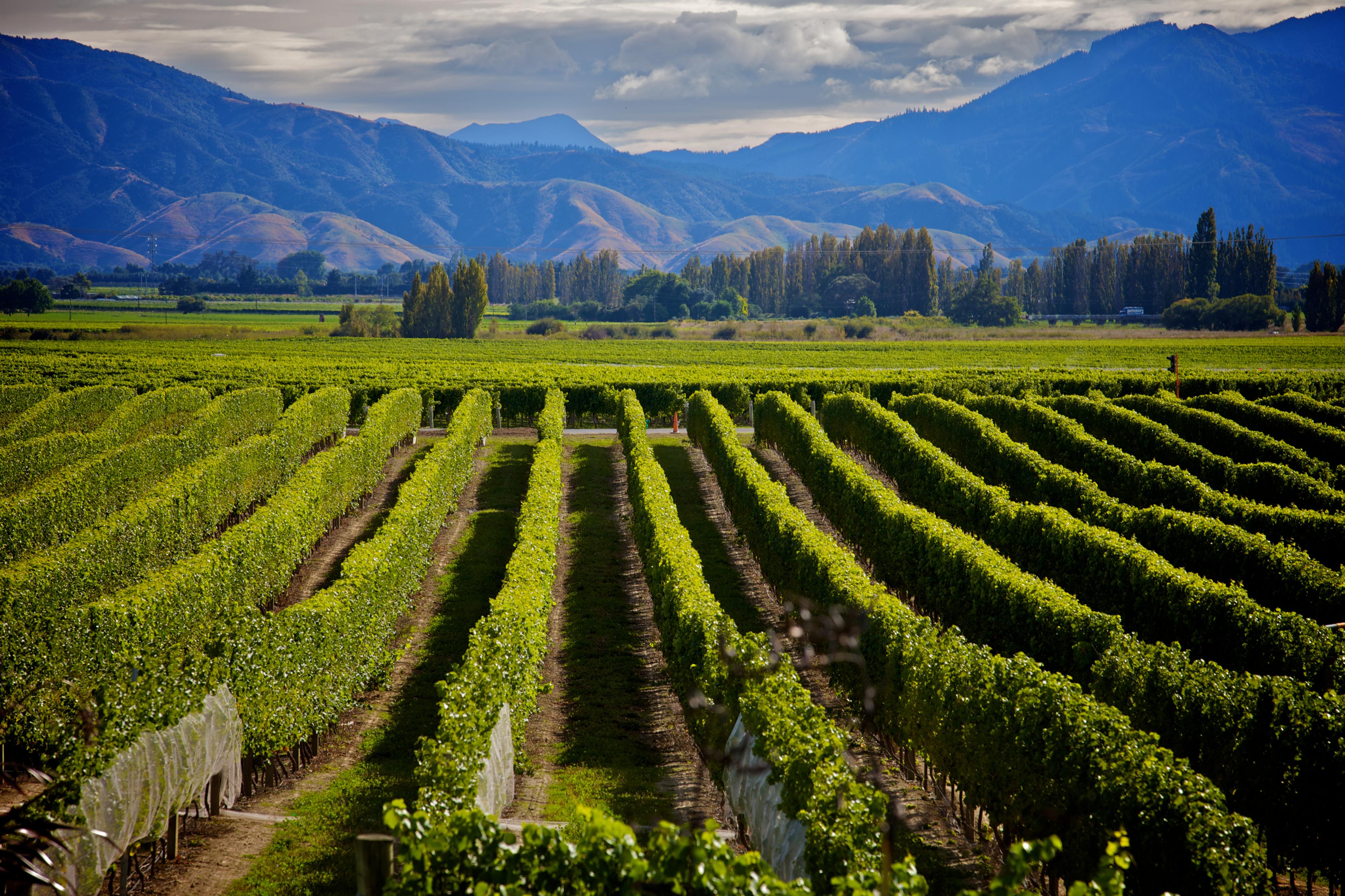 Национальные хозяйства в мире. Марлборо (Marlborough, новая Зеландия) виноградники. Новая Зеландия Мальборо винодельческий регион. Долина Мальборо новая Зеландия. Мальборо виноградники.