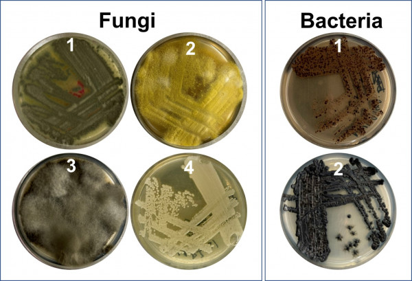 Fungi Bacteria resize