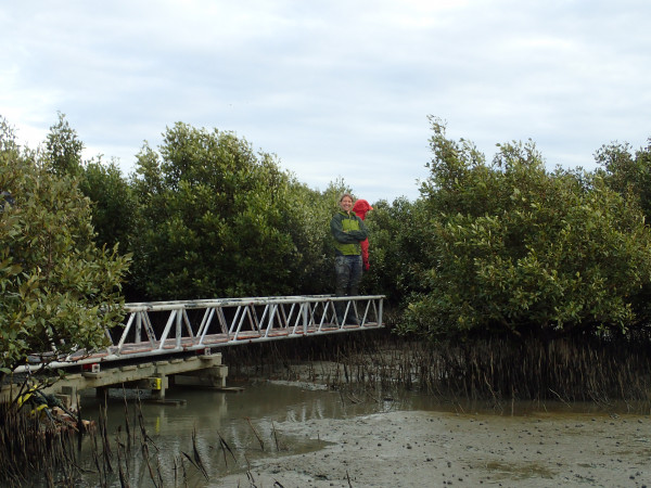 Two researchers standing on a boardwalk between mangroves