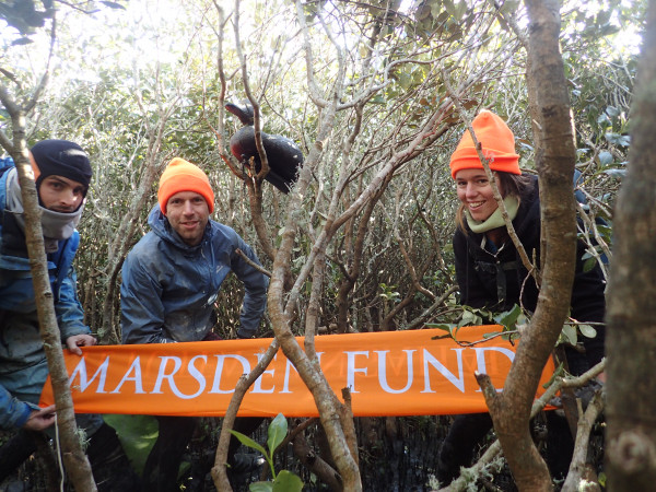 Three researchers with bright hats and a decoy duck display a flag in a mangrove forest