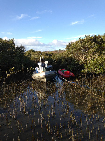 a small boat with scientific equipment anchored between mangroves