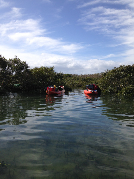 two kayaks with scientific equipment tied up between mangroves