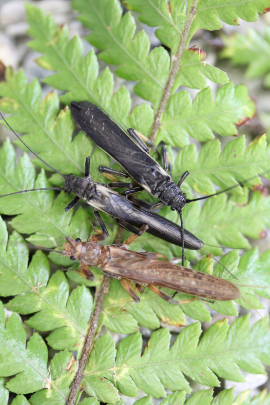 Stonefly