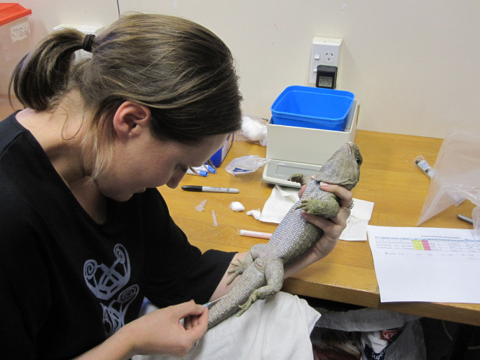 Tuatara bleeding