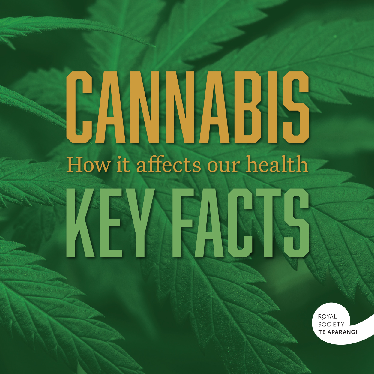 Key Facts About The Health Impacts Of Cannabis